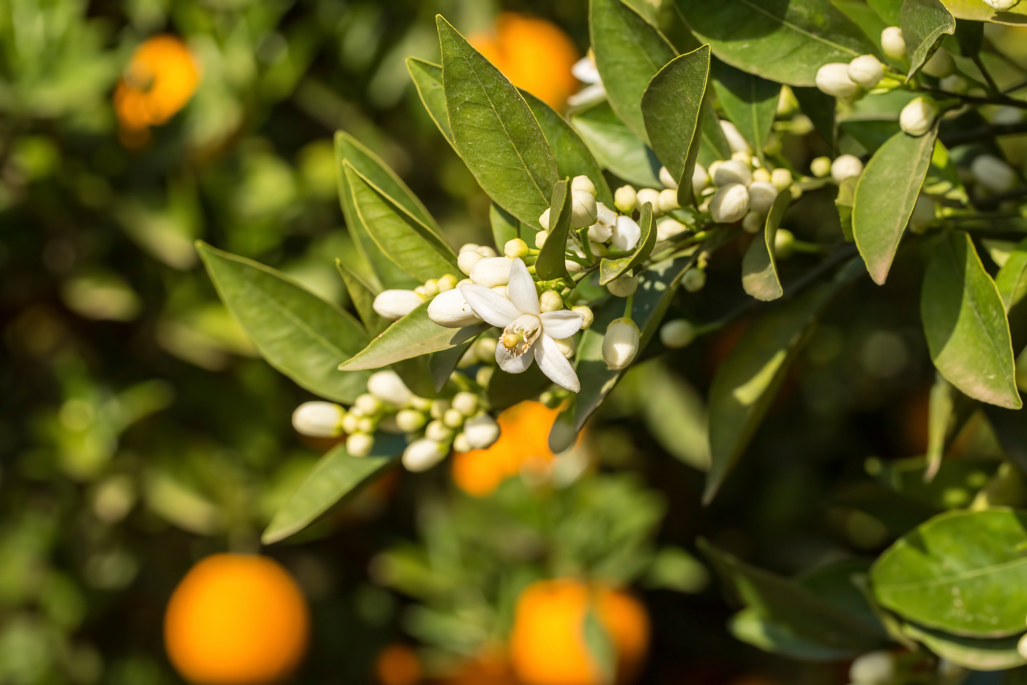 Fleuris fruités